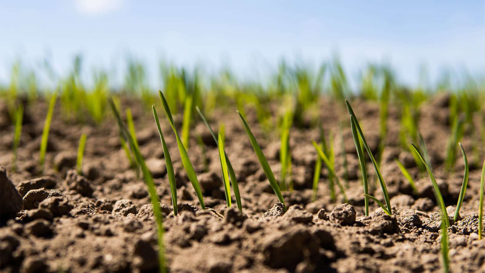 Image Growsol