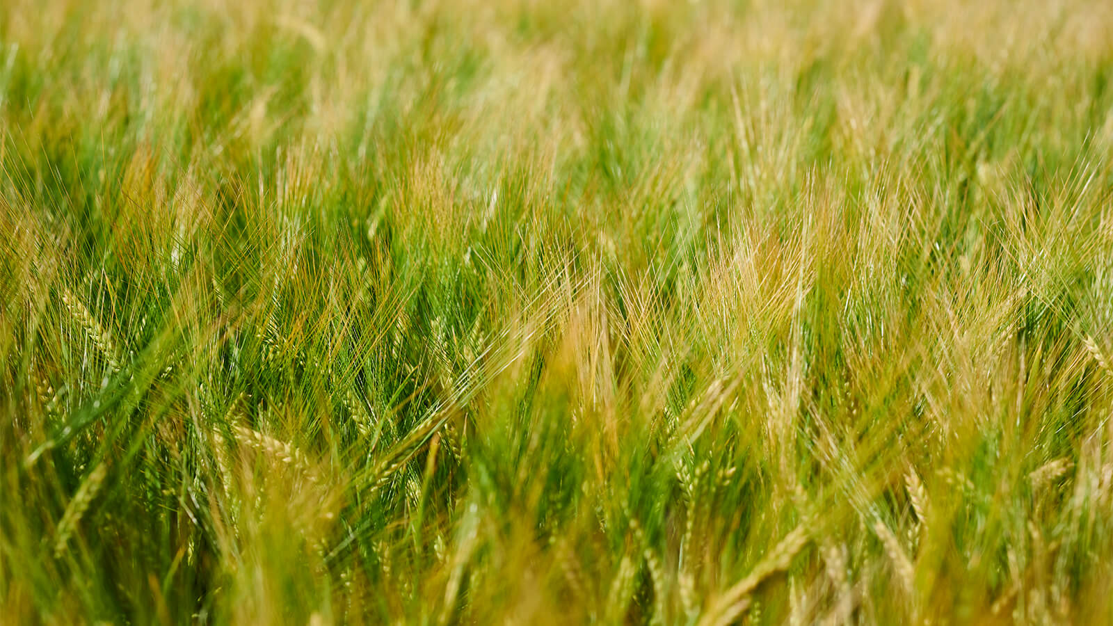 Image Wintergerst