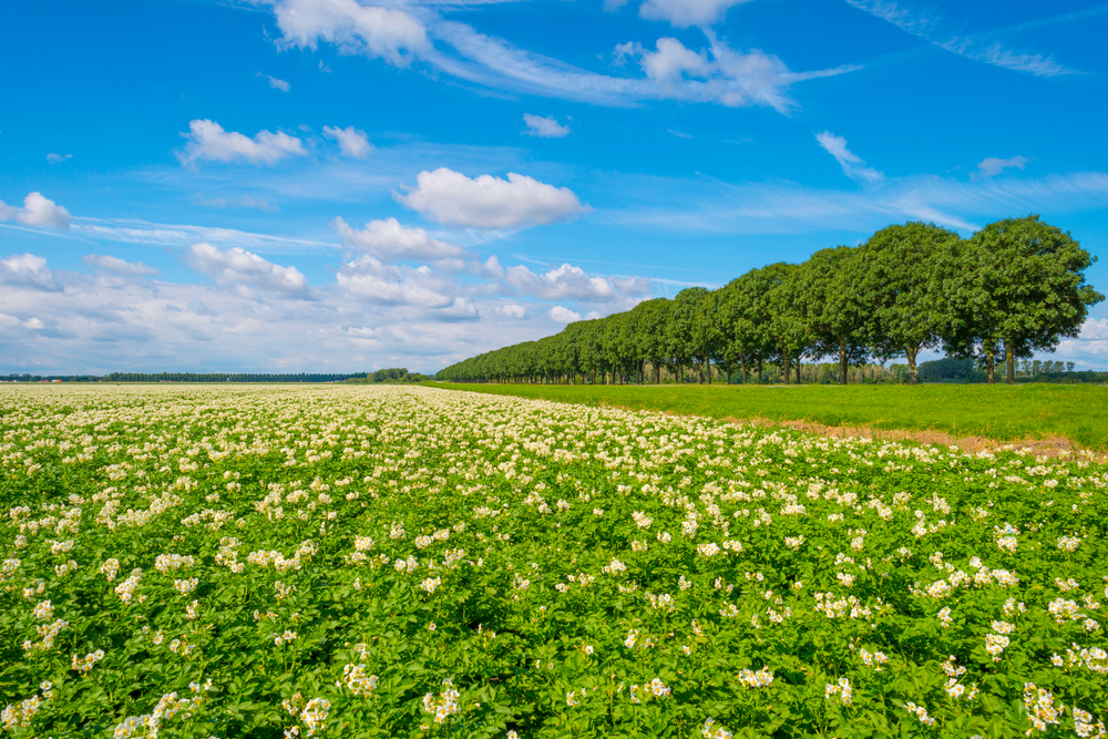Shutterstock 1777206614 (1)