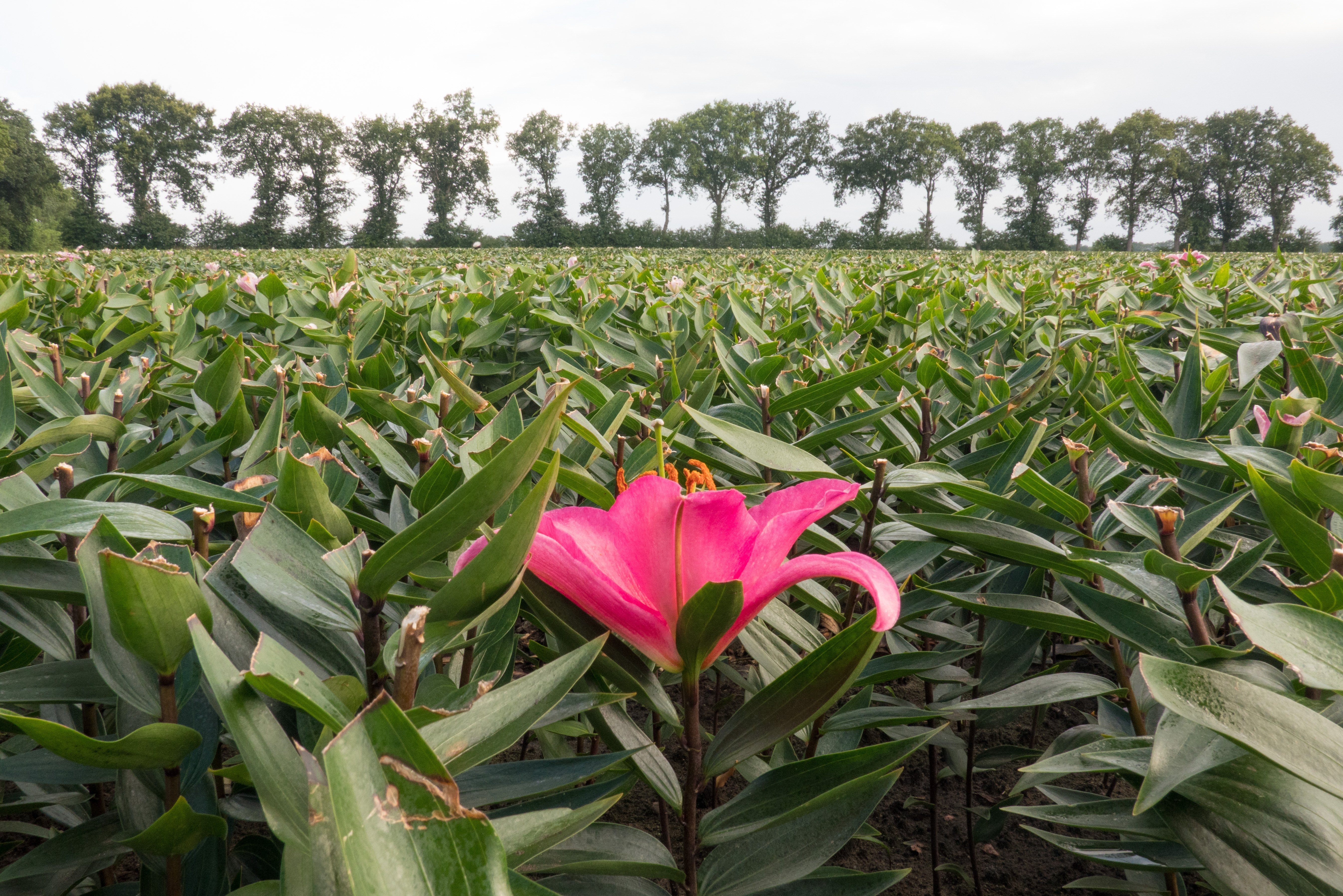 Shutterstock 2661134553