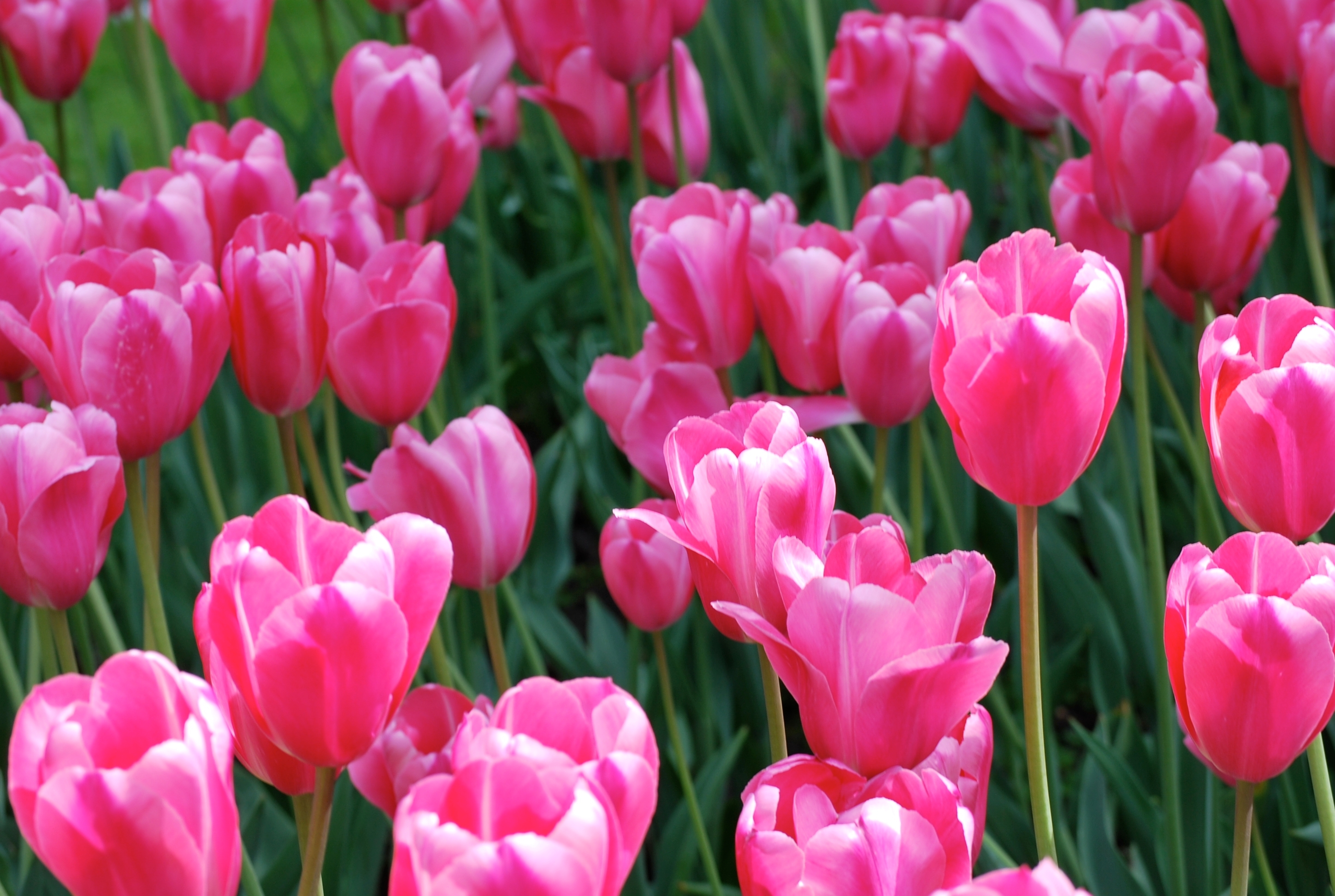 Shutterstock 2632975101