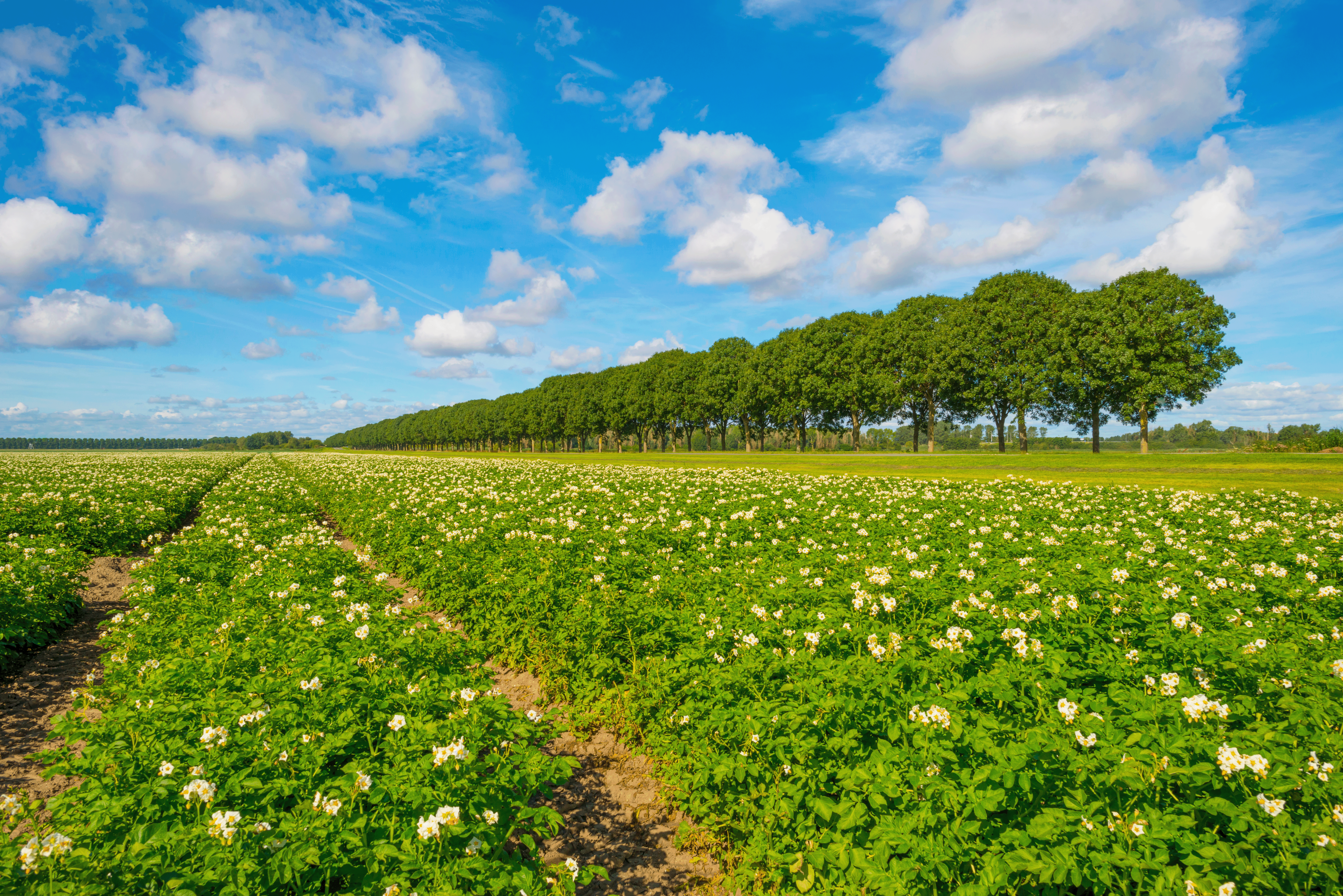 Aardappelveld
