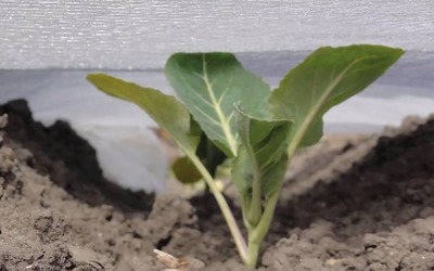 Agrotheek Rubriek Producten Vervroegingsdoeken