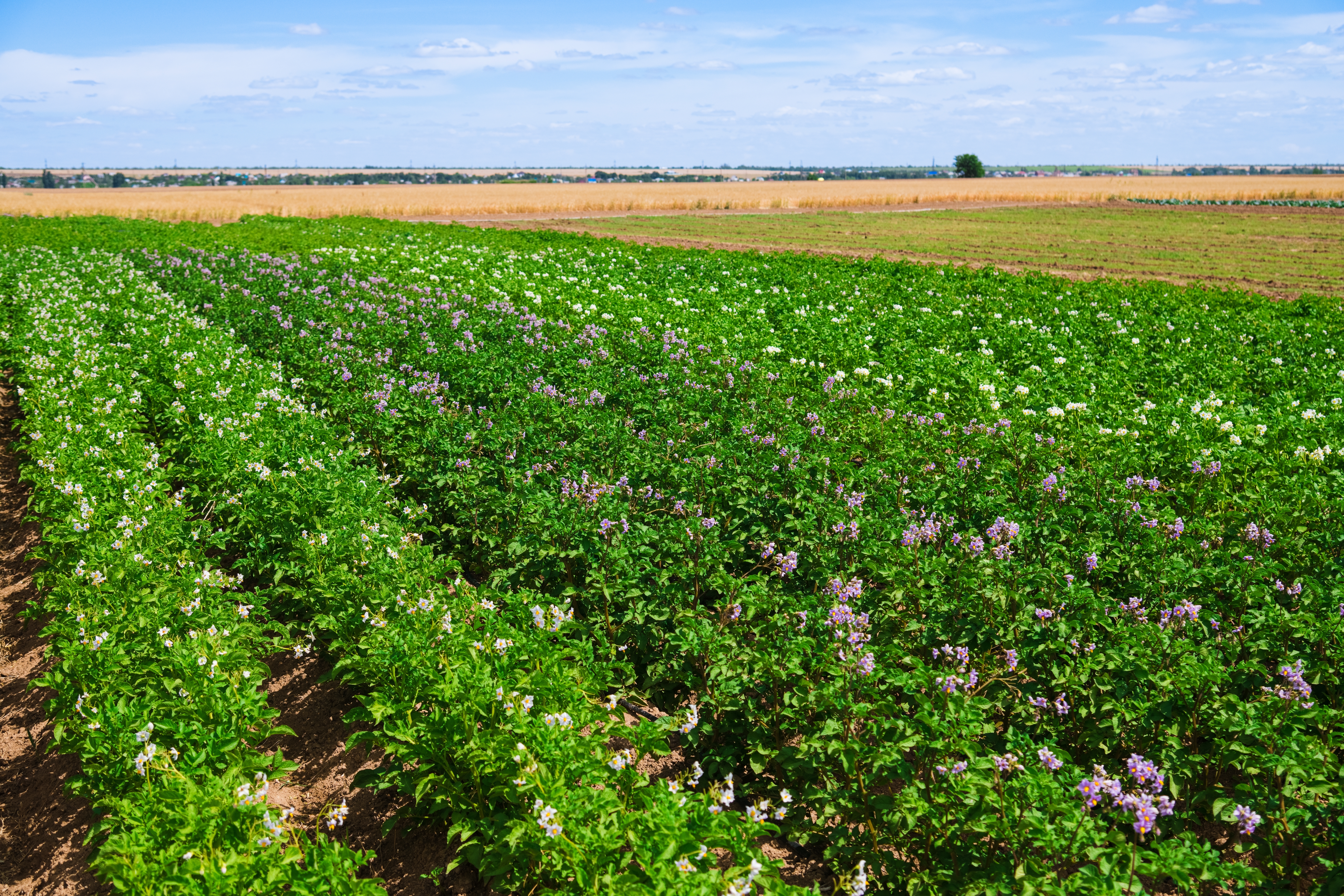 Shutterstock 2489024091