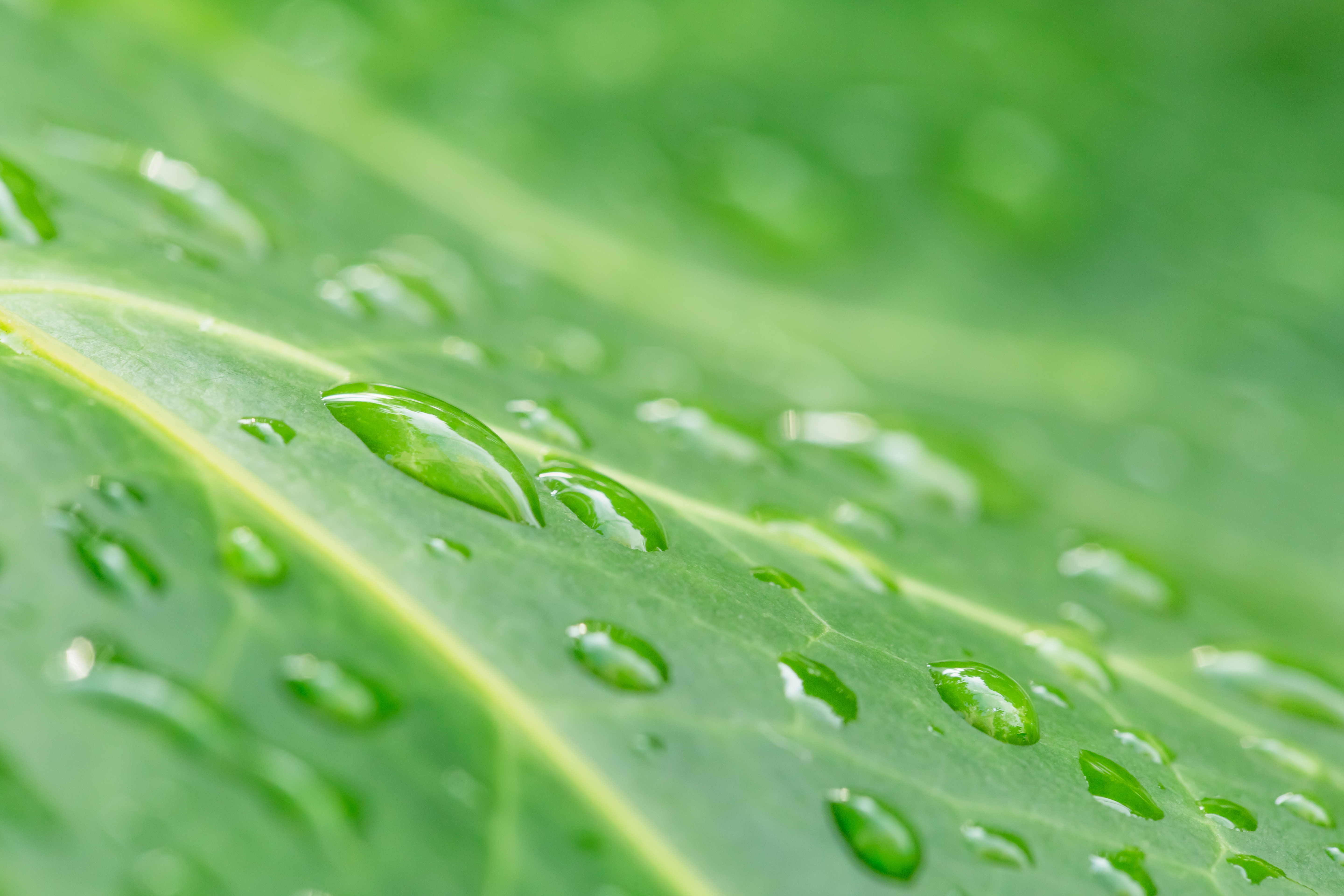 Shutterstock 1107674468
