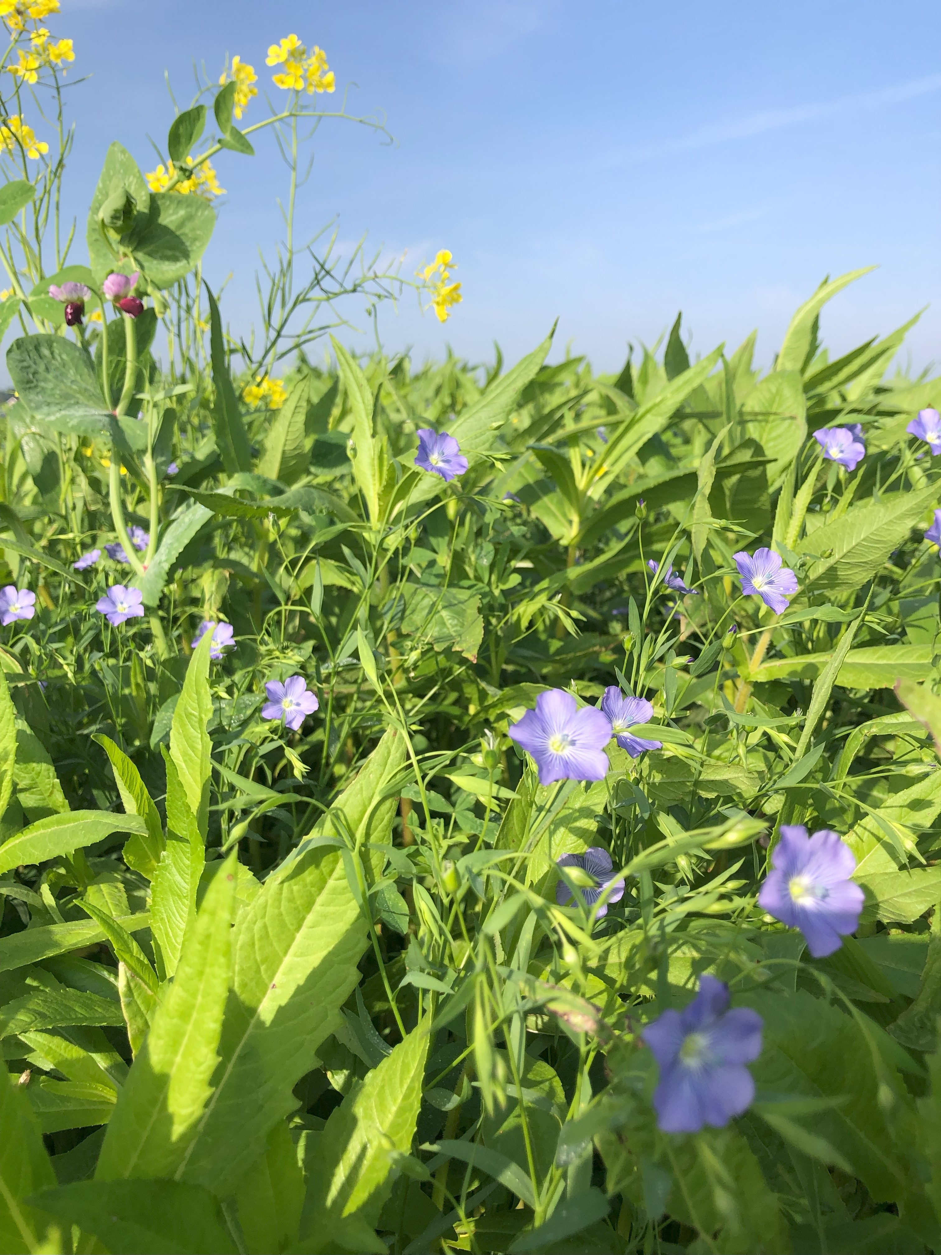 Foto Groenbemester Soilconnect