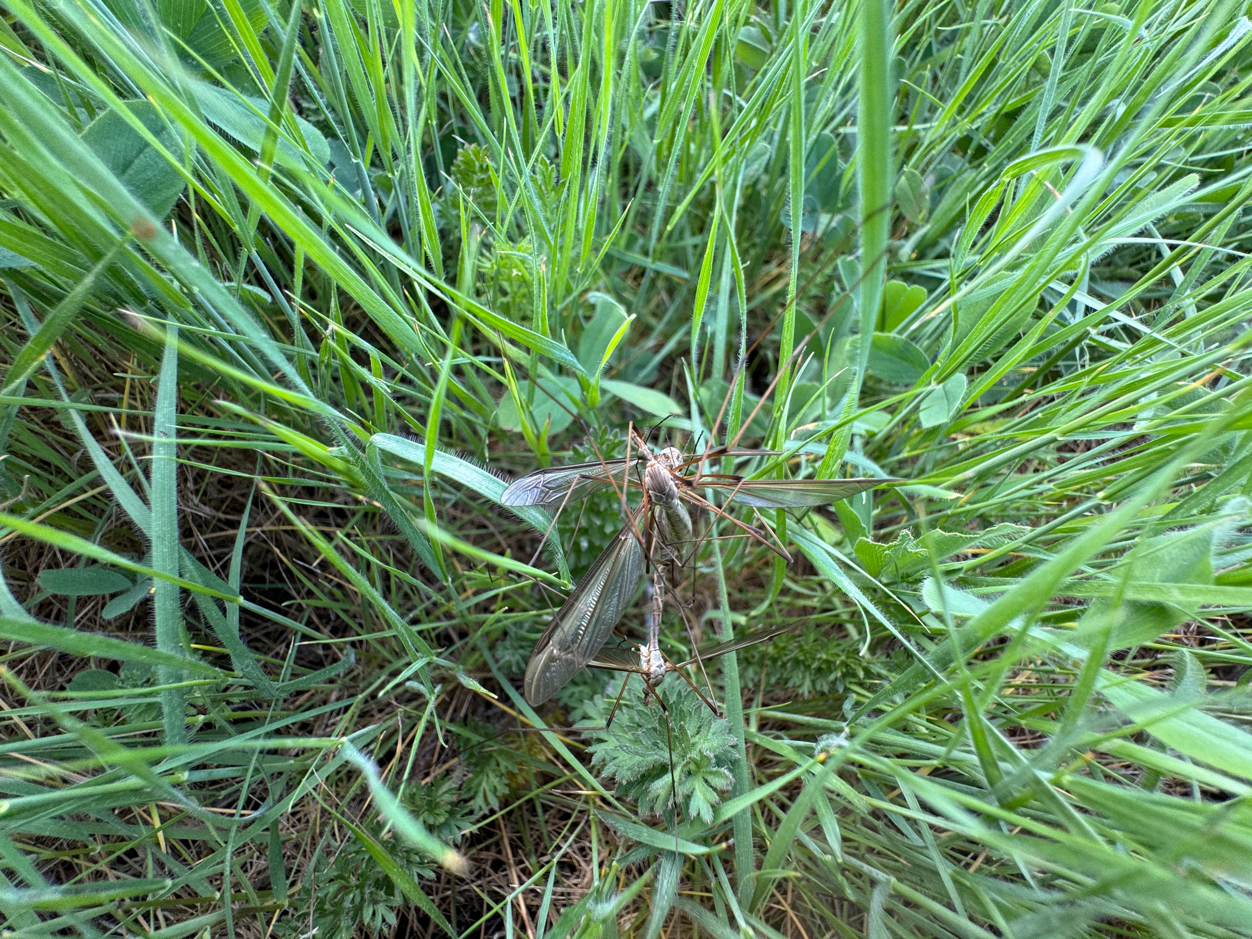 Tipula Paludosa Standing On Green Gras