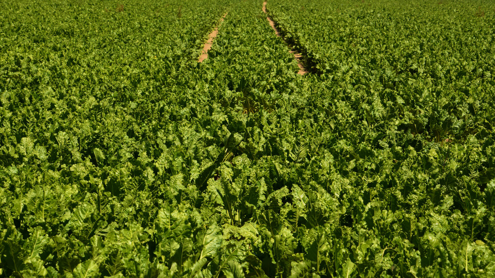 Image Voederbieten