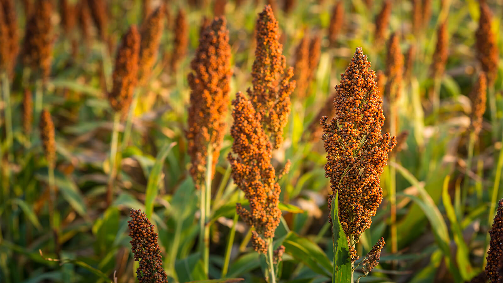 Image Sorghum