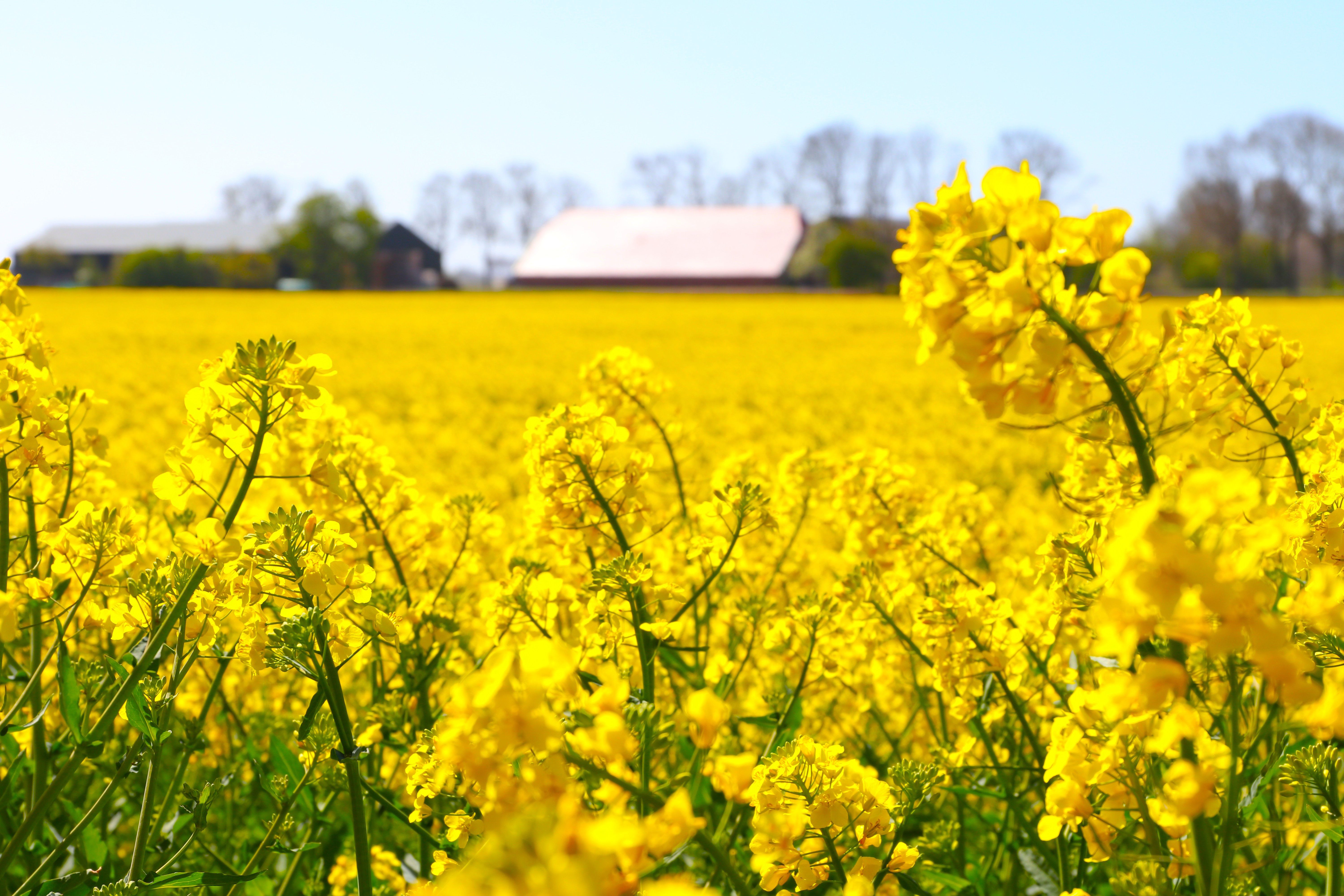 Foto Praktijkmiddag Koolzaad