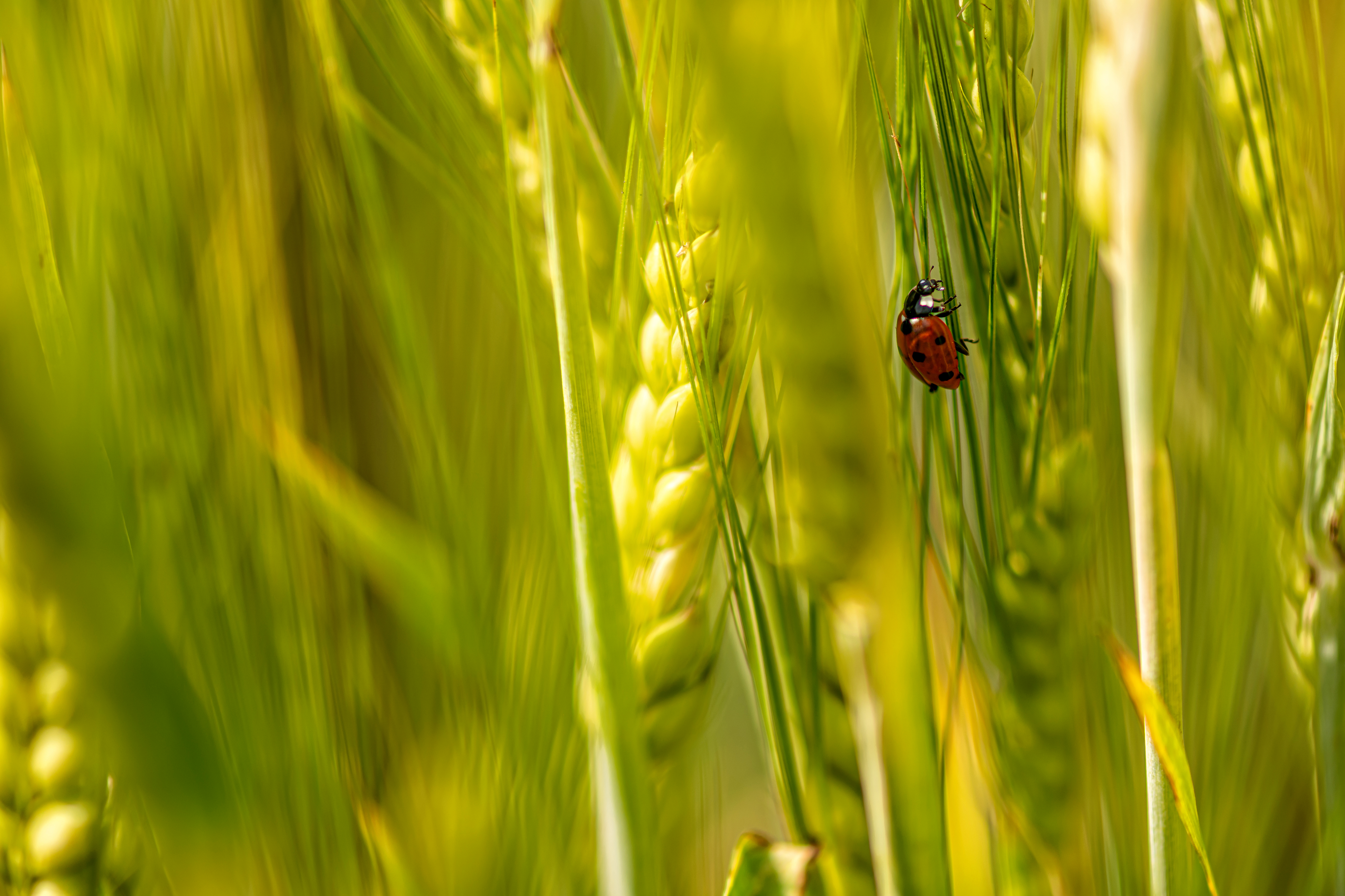 Shutterstock 2009071376